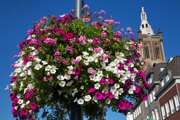 Flower Basket